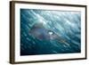 Caribbean Reef Squid (Sepioteuthis Sepioidea)-Stephen Frink-Framed Photographic Print