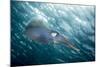 Caribbean Reef Squid (Sepioteuthis Sepioidea)-Stephen Frink-Mounted Photographic Print