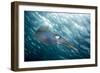 Caribbean Reef Squid (Sepioteuthis Sepioidea)-Stephen Frink-Framed Photographic Print