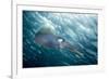 Caribbean Reef Squid (Sepioteuthis Sepioidea)-Stephen Frink-Framed Photographic Print