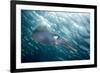 Caribbean Reef Squid (Sepioteuthis Sepioidea)-Stephen Frink-Framed Photographic Print