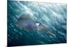 Caribbean Reef Squid (Sepioteuthis Sepioidea)-Stephen Frink-Mounted Photographic Print