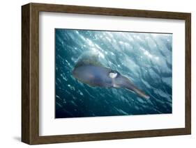 Caribbean Reef Squid (Sepioteuthis Sepioidea)-Stephen Frink-Framed Photographic Print