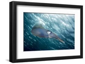 Caribbean Reef Squid (Sepioteuthis Sepioidea)-Stephen Frink-Framed Photographic Print