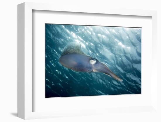 Caribbean Reef Squid (Sepioteuthis Sepioidea)-Stephen Frink-Framed Photographic Print