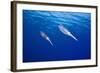 Caribbean Reef Squid-null-Framed Photographic Print