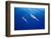 Caribbean Reef Squid-null-Framed Photographic Print