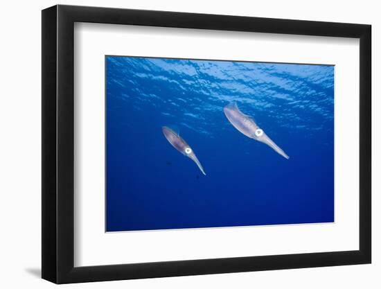 Caribbean Reef Squid-null-Framed Photographic Print