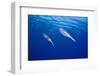 Caribbean Reef Squid-null-Framed Photographic Print