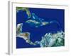 Caribbean, Satellite Image-PLANETOBSERVER-Framed Photographic Print