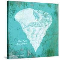 Caribbean Shell I-Gwendolyn Babbitt-Stretched Canvas