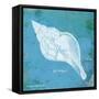 Caribbean Shell II-Gwendolyn Babbitt-Framed Stretched Canvas