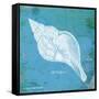 Caribbean Shell II-Gwendolyn Babbitt-Framed Stretched Canvas