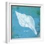 Caribbean Shell II-Gwendolyn Babbitt-Framed Art Print