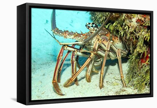 Caribbean Spiny Lobst-AndamanSE-Framed Stretched Canvas