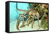 Caribbean Spiny Lobst-AndamanSE-Framed Stretched Canvas