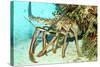 Caribbean Spiny Lobst-AndamanSE-Stretched Canvas