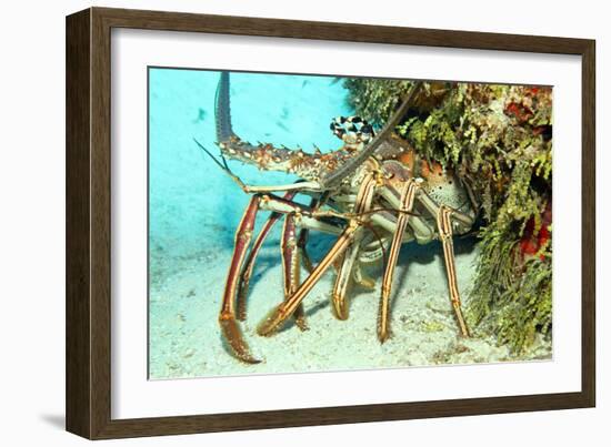 Caribbean Spiny Lobst-AndamanSE-Framed Photographic Print