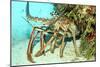 Caribbean Spiny Lobst-AndamanSE-Mounted Photographic Print