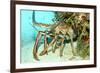 Caribbean Spiny Lobst-AndamanSE-Framed Photographic Print