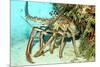 Caribbean Spiny Lobst-AndamanSE-Mounted Photographic Print