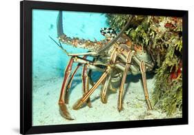 Caribbean Spiny Lobst-AndamanSE-Framed Photographic Print