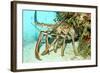 Caribbean Spiny Lobst-AndamanSE-Framed Photographic Print