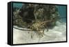 Caribbean Spiny Lobster, Half Moon Caye, Lighthouse Reef, Atoll, Belize-Pete Oxford-Framed Stretched Canvas
