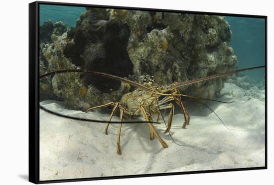 Caribbean Spiny Lobster, Half Moon Caye, Lighthouse Reef, Atoll, Belize-Pete Oxford-Framed Stretched Canvas