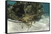 Caribbean Spiny Lobster, Half Moon Caye, Lighthouse Reef, Atoll, Belize-Pete Oxford-Framed Stretched Canvas