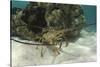 Caribbean Spiny Lobster, Half Moon Caye, Lighthouse Reef, Atoll, Belize-Pete Oxford-Stretched Canvas