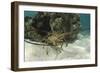 Caribbean Spiny Lobster, Half Moon Caye, Lighthouse Reef, Atoll, Belize-Pete Oxford-Framed Photographic Print