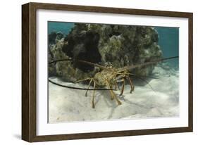 Caribbean Spiny Lobster, Half Moon Caye, Lighthouse Reef, Atoll, Belize-Pete Oxford-Framed Photographic Print