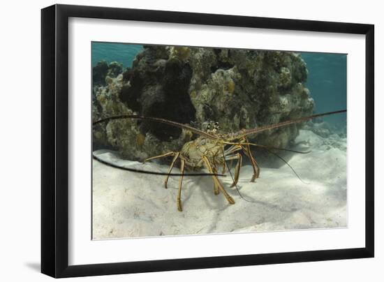 Caribbean Spiny Lobster, Half Moon Caye, Lighthouse Reef, Atoll, Belize-Pete Oxford-Framed Photographic Print