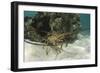 Caribbean Spiny Lobster, Half Moon Caye, Lighthouse Reef, Atoll, Belize-Pete Oxford-Framed Photographic Print