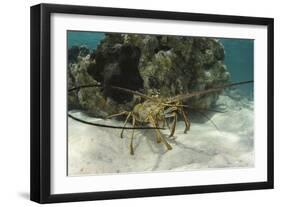 Caribbean Spiny Lobster, Half Moon Caye, Lighthouse Reef, Atoll, Belize-Pete Oxford-Framed Photographic Print
