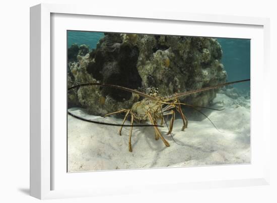 Caribbean Spiny Lobster, Half Moon Caye, Lighthouse Reef, Atoll, Belize-Pete Oxford-Framed Photographic Print