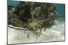 Caribbean Spiny Lobster, Half Moon Caye, Lighthouse Reef, Atoll, Belize-Pete Oxford-Mounted Photographic Print