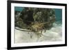 Caribbean Spiny Lobster, Half Moon Caye, Lighthouse Reef, Atoll, Belize-Pete Oxford-Framed Photographic Print