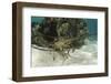 Caribbean Spiny Lobster, Half Moon Caye, Lighthouse Reef, Atoll, Belize-Pete Oxford-Framed Photographic Print