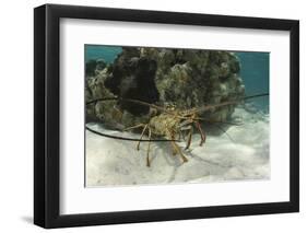 Caribbean Spiny Lobster, Half Moon Caye, Lighthouse Reef, Atoll, Belize-Pete Oxford-Framed Photographic Print