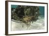 Caribbean Spiny Lobster, Half Moon Caye, Lighthouse Reef, Atoll, Belize-Pete Oxford-Framed Photographic Print