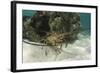 Caribbean Spiny Lobster, Half Moon Caye, Lighthouse Reef, Atoll, Belize-Pete Oxford-Framed Photographic Print