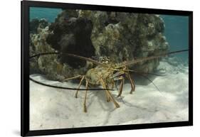 Caribbean Spiny Lobster, Half Moon Caye, Lighthouse Reef, Atoll, Belize-Pete Oxford-Framed Photographic Print