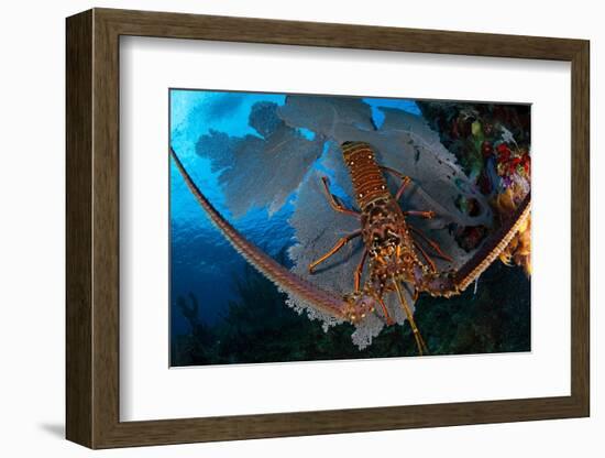 Caribbean spiny lobster sitting on top of Common sea fan-Claudio Contreras-Framed Photographic Print