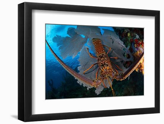 Caribbean spiny lobster sitting on top of Common sea fan-Claudio Contreras-Framed Photographic Print