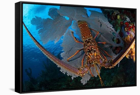 Caribbean spiny lobster sitting on top of Common sea fan-Claudio Contreras-Framed Stretched Canvas