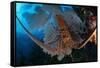 Caribbean spiny lobster sitting on top of Common sea fan-Claudio Contreras-Framed Stretched Canvas