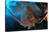 Caribbean spiny lobster sitting on top of Common sea fan-Claudio Contreras-Stretched Canvas