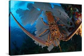 Caribbean spiny lobster sitting on top of Common sea fan-Claudio Contreras-Stretched Canvas